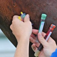 Atlantic Equine Services ico