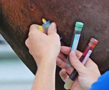 Atlantic Equine Services