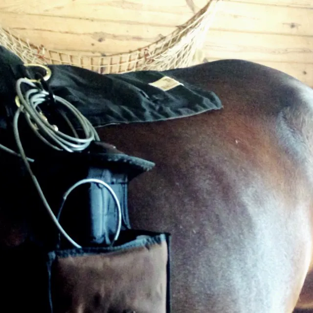 Atlantic Equine Services 6