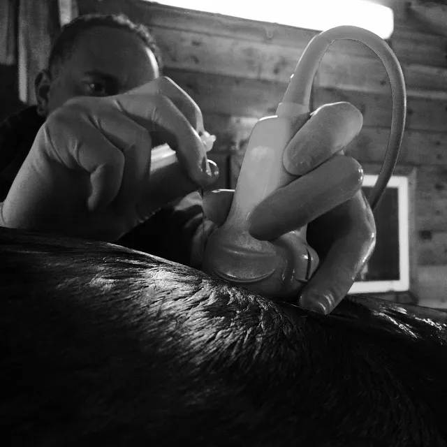 Atlantic Equine Services 8