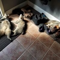 The Cat Doctor of Dover ico