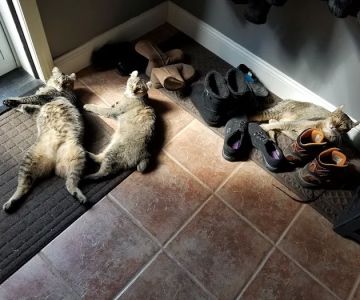 The Cat Doctor of Dover
