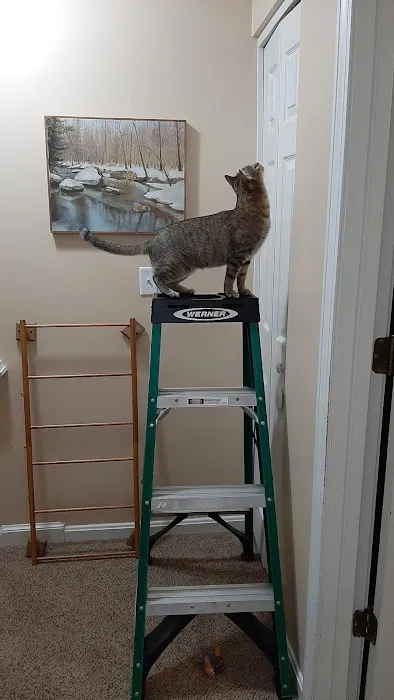 The Cat Doctor of Dover 2