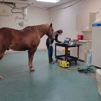 New England Equine Medical & Surgical center ico