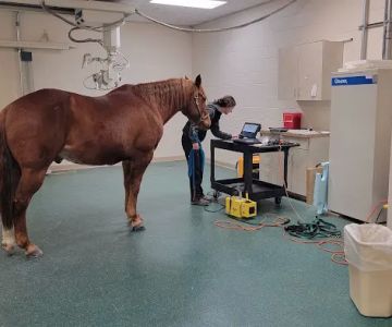 New England Equine Medical & Surgical center