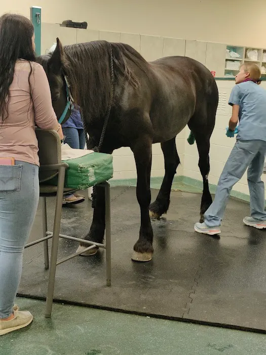 New England Equine Medical & Surgical center 2