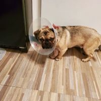 Central Park Veterinary Clinic ico