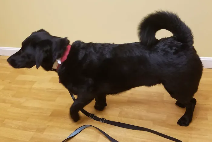Central Park Veterinary Clinic 7