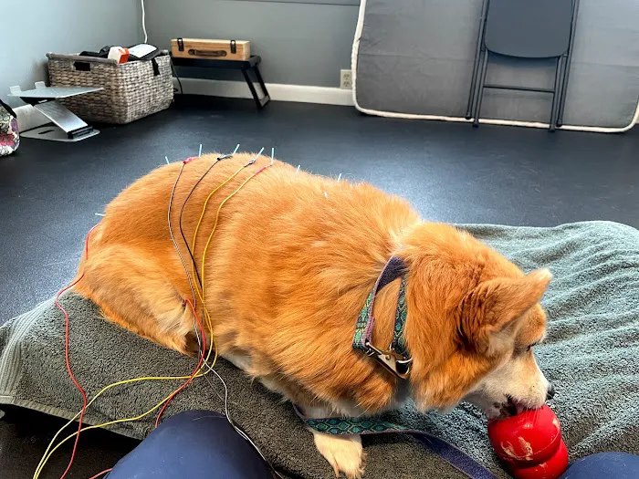 Acupetvet: Veterinary Rehabilitation & Acupuncture Clinic 1