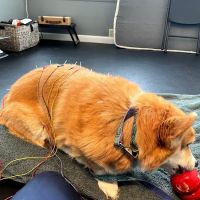 Acupetvet: Veterinary Rehabilitation & Acupuncture Clinic ico