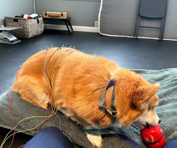 Acupetvet: Veterinary Rehabilitation & Acupuncture Clinic