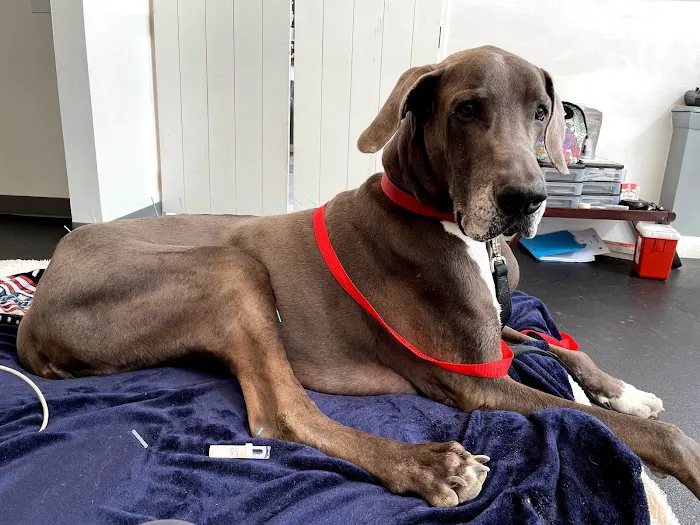 Acupetvet: Veterinary Rehabilitation & Acupuncture Clinic 2