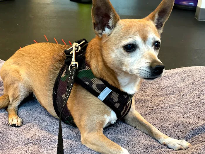 Acupetvet: Veterinary Rehabilitation & Acupuncture Clinic 4