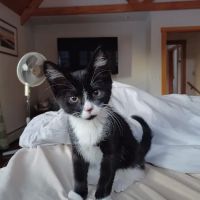 Great Bay Animal Hospital ico