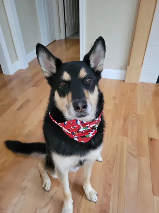 Great Bay Animal Hospital 8