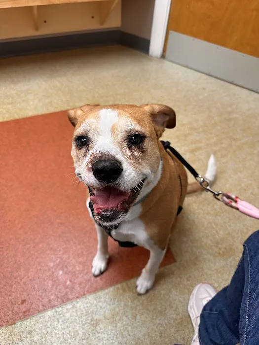 Dover Veterinary Hospital 1