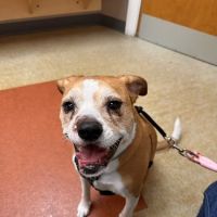 Dover Veterinary Hospital ico