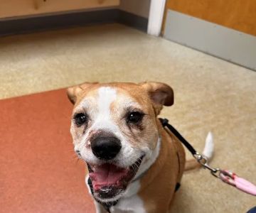 Dover Veterinary Hospital
