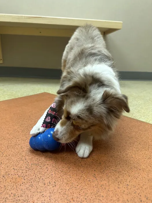 Dover Veterinary Hospital 8