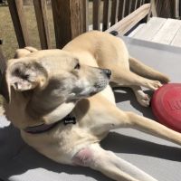 Winichahanat Veterinary Care ico