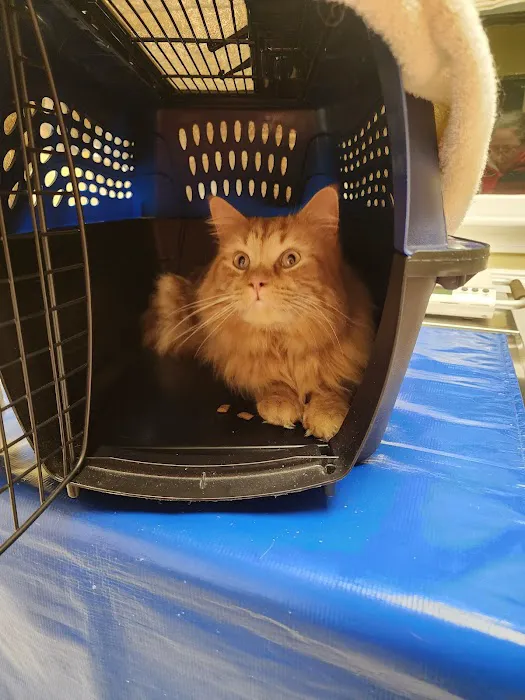 Broadview Animal Hospital of Milton 9