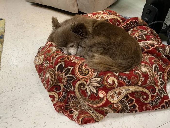 Broadview Animal Hospital of Milton 10