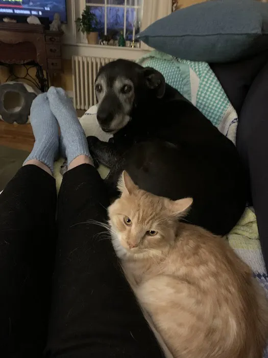 Limerick Mills Animal Hospital Private Vet Care 1