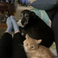 Limerick Mills Animal Hospital Private Vet Care ico