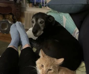 Limerick Mills Animal Hospital Private Vet Care