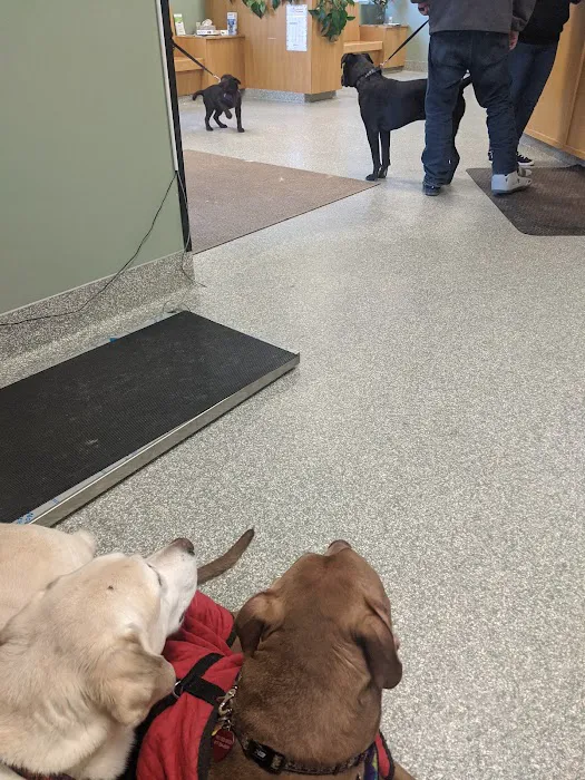 Limerick Mills Animal Hospital Private Vet Care 2