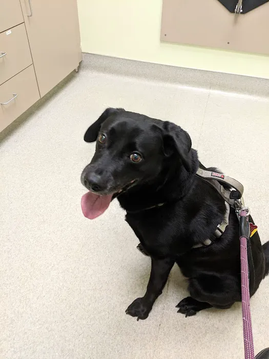 Limerick Mills Animal Hospital Private Vet Care 5