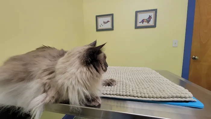 Ross Corner Animal Wellness Center 6