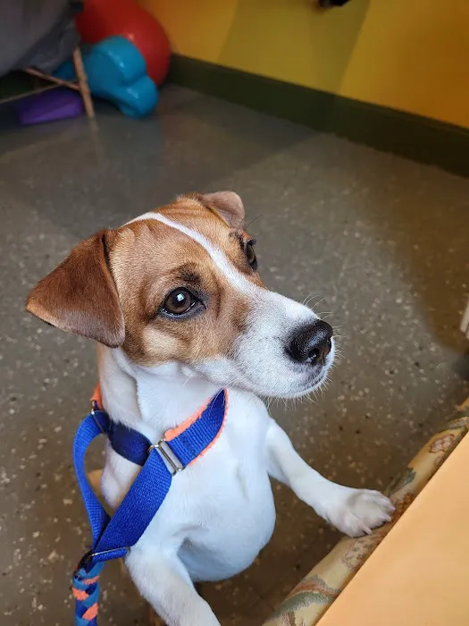 Ross Corner Animal Wellness Center 7