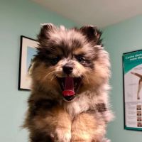 Sacopee Veterinary Clinic ico
