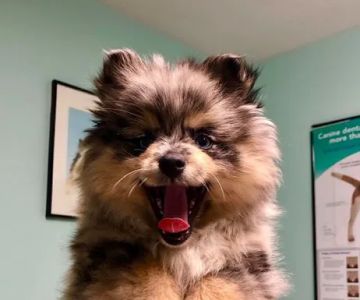 Sacopee Veterinary Clinic
