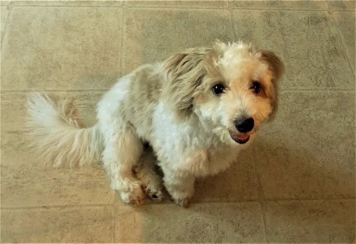 Sacopee Veterinary Clinic 5
