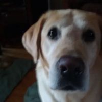 The Art of Alternative Animal Healing ico