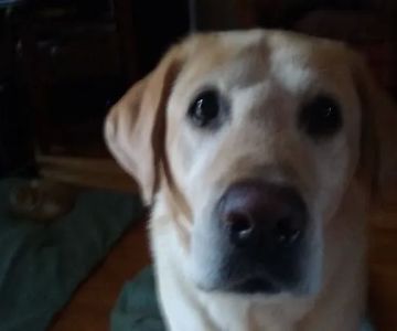 The Art of Alternative Animal Healing
