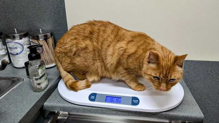 Fryeburg Veterinary Hospital 1
