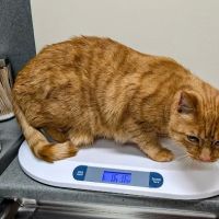 Fryeburg Veterinary Hospital ico
