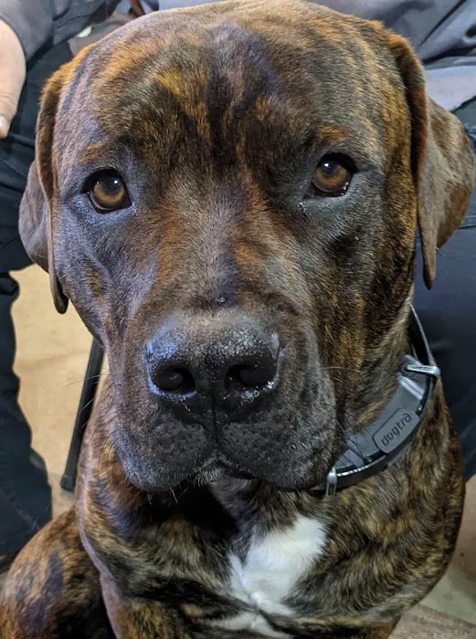 Ridge Animal Hospital 1