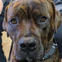 Ridge Animal Hospital ico