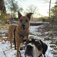 Alfred Waterboro Veterinary Hospital, PC ico