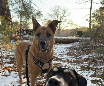 Alfred Waterboro Veterinary Hospital, PC