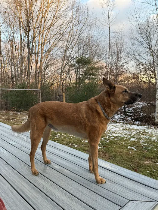 Alfred Waterboro Veterinary Hospital, PC 3