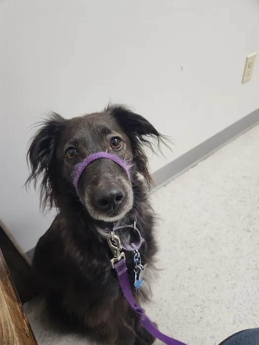 Alfred Waterboro Veterinary Hospital, PC 7