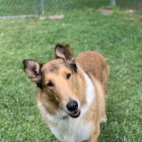Down Maine Veterinary Clinic ico