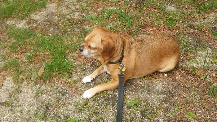 Down Maine Veterinary Clinic 8