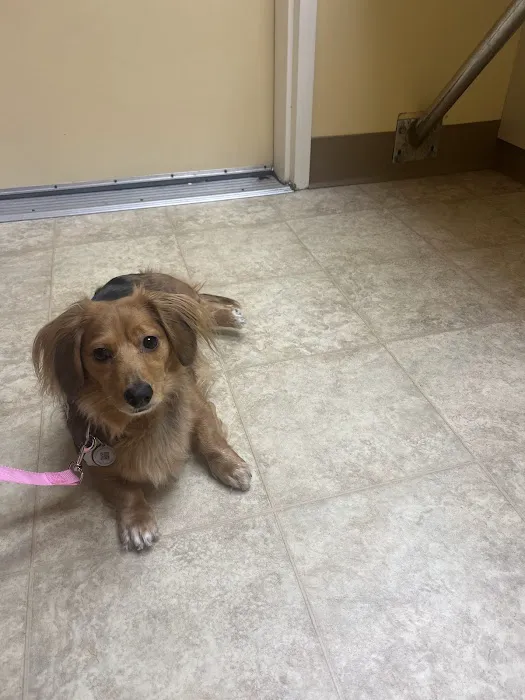 Down Maine Veterinary Clinic 7