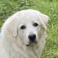 Kingdom Animal Hospital ico